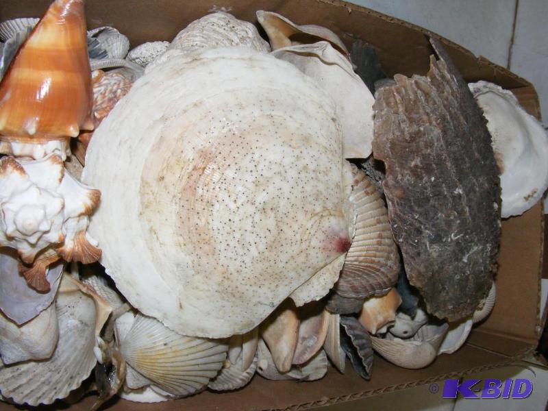 Box of Shells