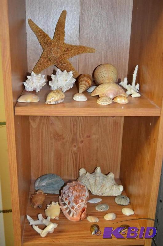 lot 341 image: Seashell Collection
