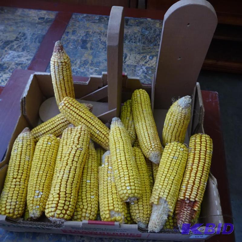 lot 114 image: Squirrel Corn Cob feeders. With 20ears of cor...