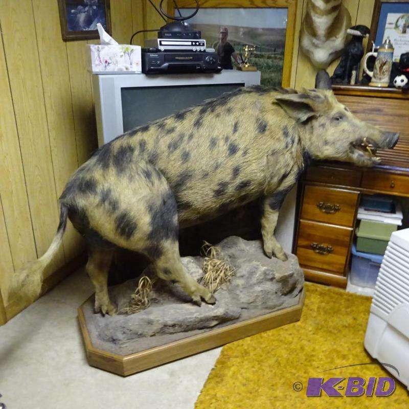 lot 3 image: Hog. On wheels This item has a reserve....