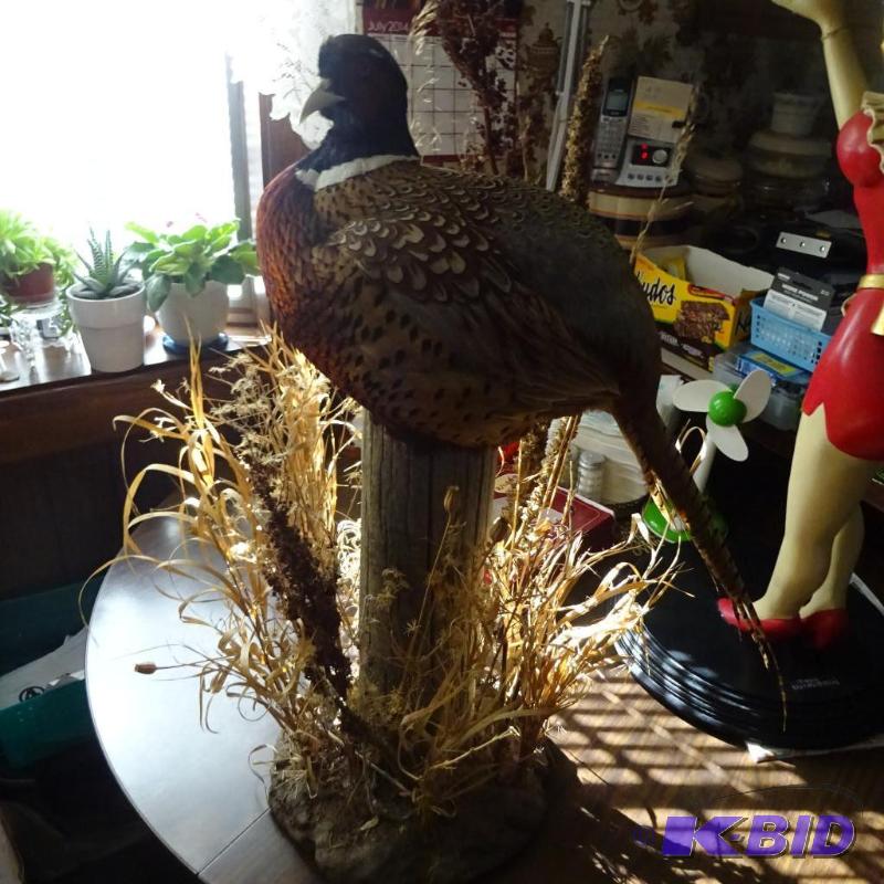 lot 6 image: 27" tall mounted ring neck phesant, sits...