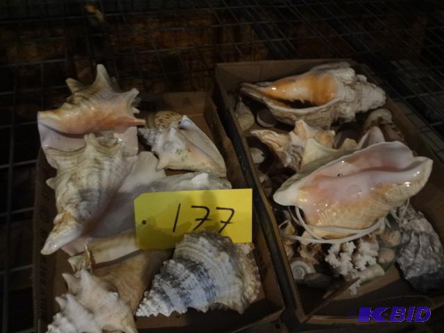 lot 177 image: Shells...