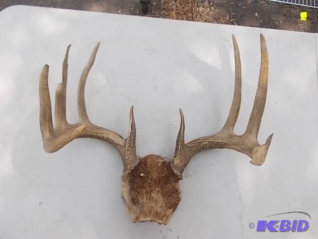 Deer Antlers...