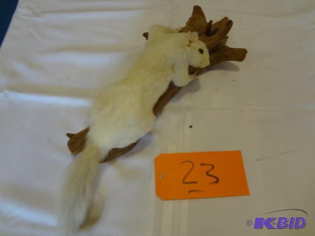 lot 23 image: Squirrel, Albino...
