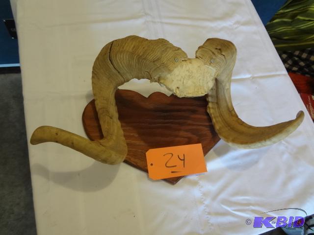 lot 24 image: Rams Horns...