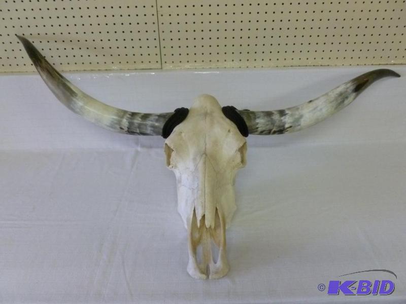 lot 1 image: Large pair of bull horns and skull wall decor...