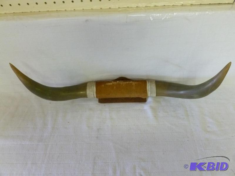 lot 229 image: A pair of board mounted bull horns that measu...