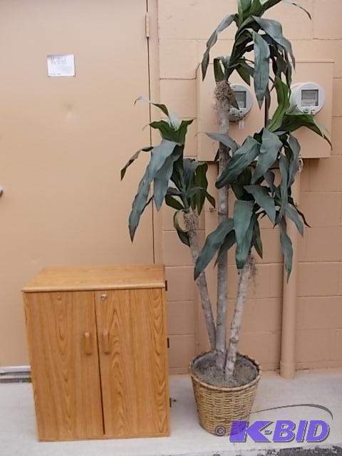 lot 25 image: Media Storage Cabinet & Artificial Tree...