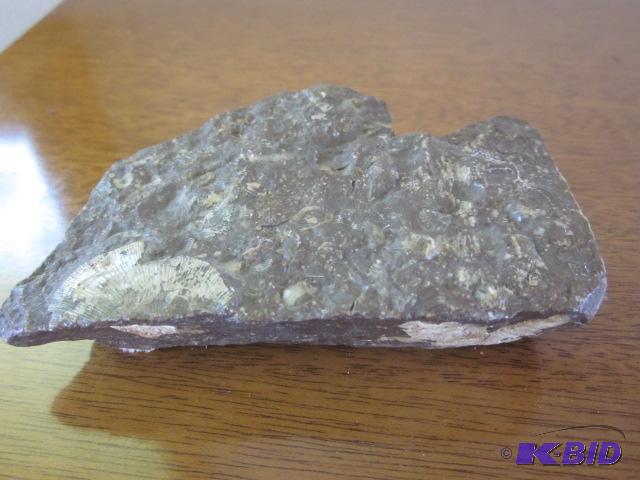 lot 40 image: Rock with fossils within it....