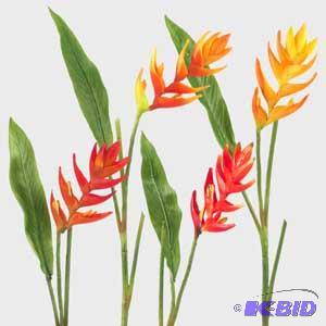 Heliconia stems