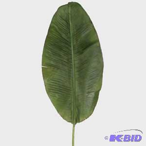 Giant banana leaf stems