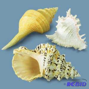 Faux Seashells