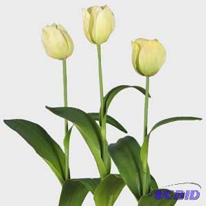 Dutch Tulip Stems