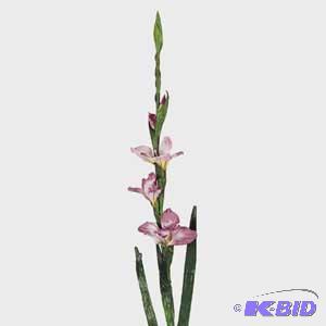 Mini glad silk pink flowers