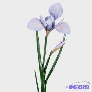 Japanese Iris, Light purple