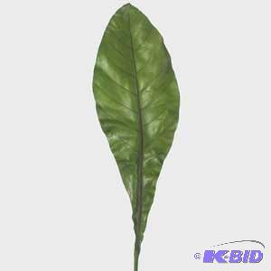 Anthurium Leaf