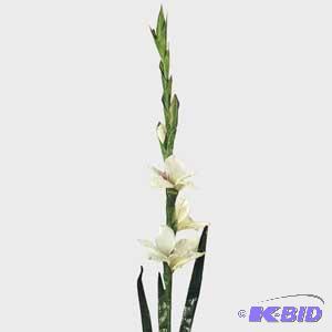 White Mini Gladiolas