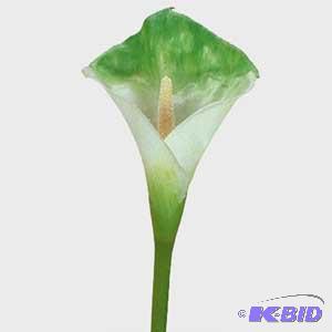 Green and White Calalilly Flower Stems
