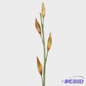 42-inch Saraseed Pod Spray