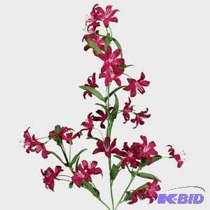 Meadow Lilly in Reds