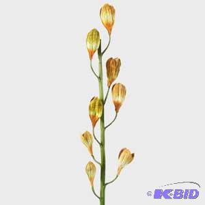 31-inch Gold Colors Seaded Pod