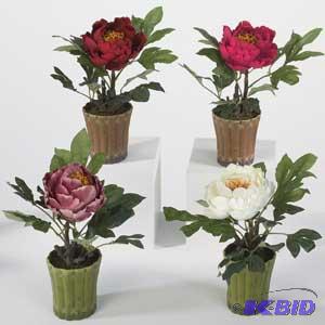Classic Peony Potted Plants