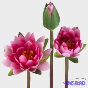 Pink Water Lilly
