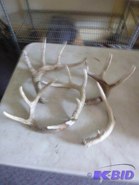 lot 144 image: 5 Deer Antlers...