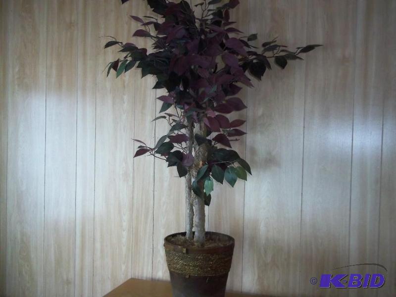 decor plant