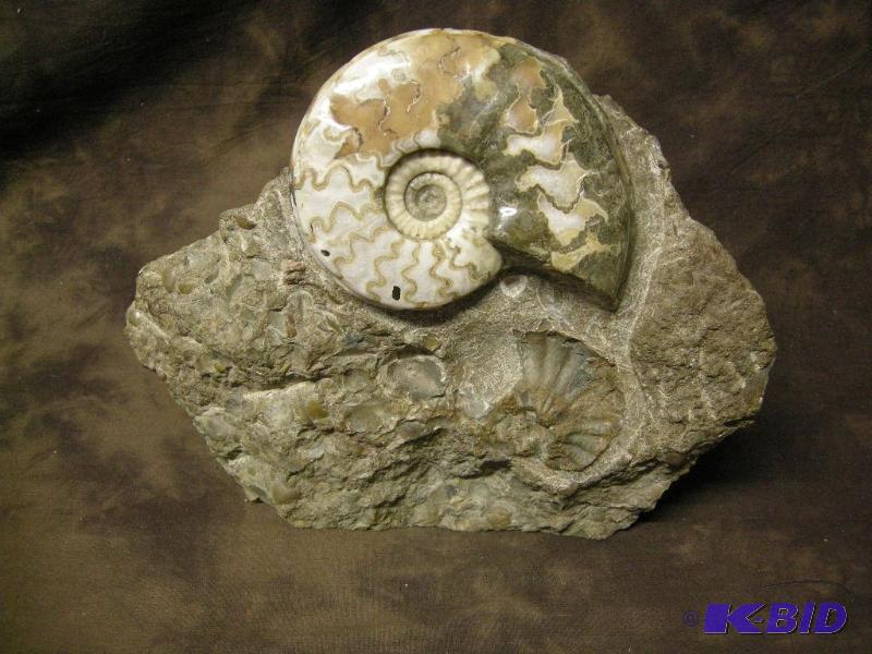 lot 17 image: Large fossil cluster featuring 5 12 ammonite shell