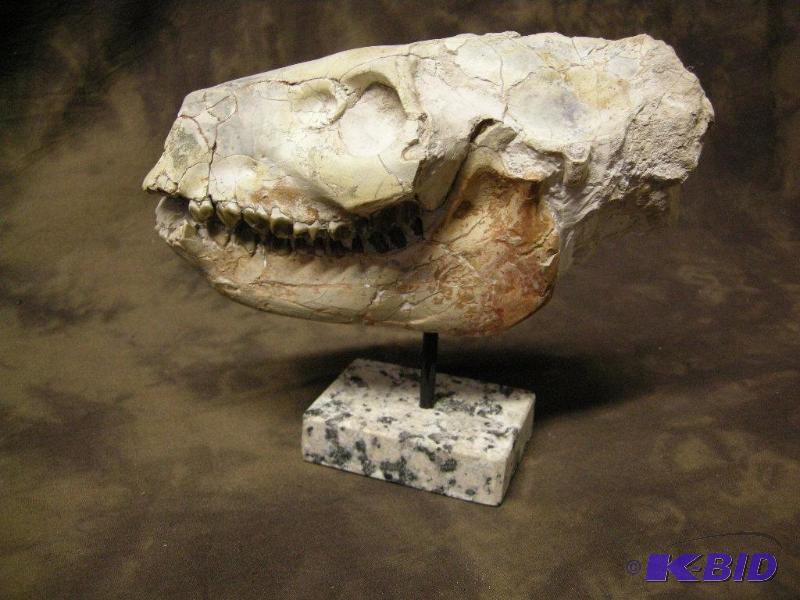 lot 5 image: Fossil skull
