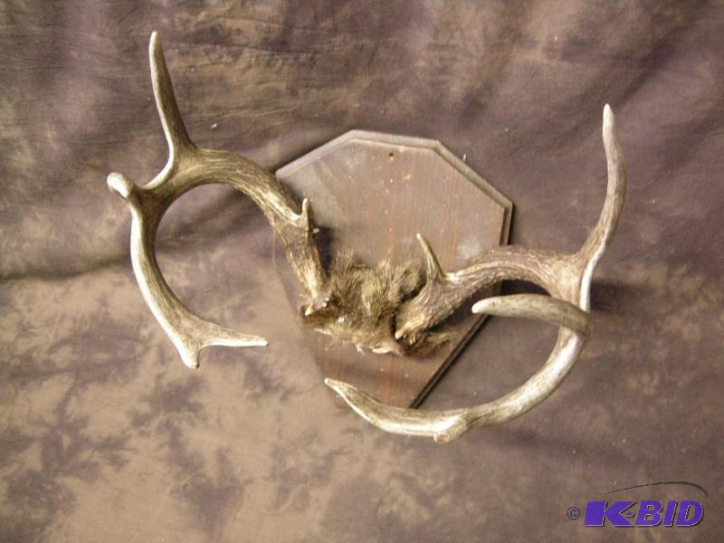 lot 575 image: Deer antler mount 10 point