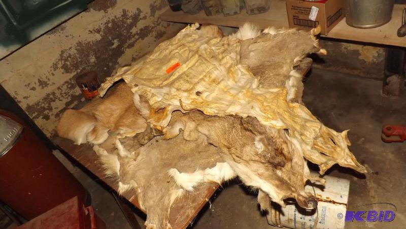 lot 361 image: Deer Hides...