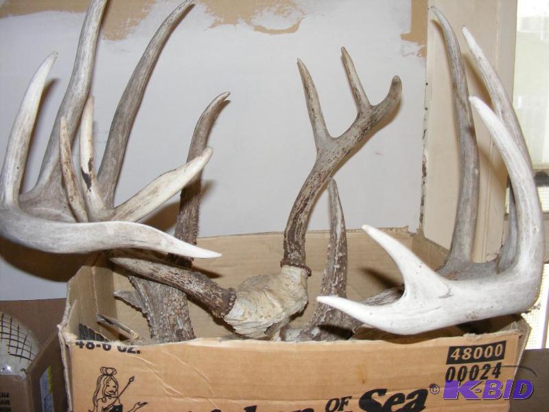 lot 56 image: Deer antlers, skull, jawbone, and broken turt...