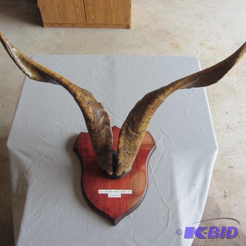 Australian Goat Mount