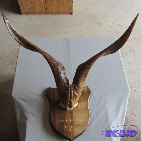Australian Goat Mount