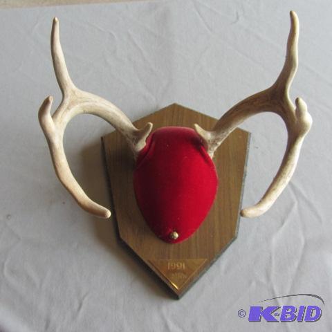 Whitetail Antler Mount