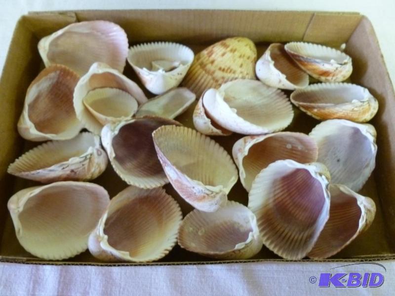 lot 78 image: Large lot of nice looking sea shells....