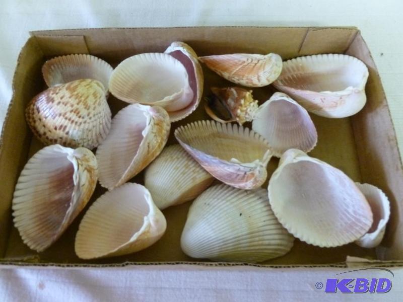 lot 79 image: Large lot of nice looking sea shells....