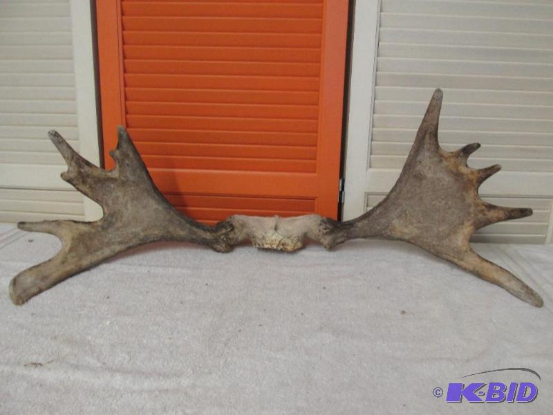 Moose Antlers.