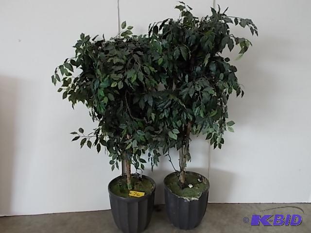 lot 76 image: (2) 6 Faux Ficus Trees...