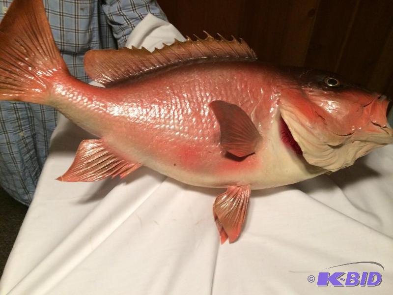 Red snapper Taxidermy Mount