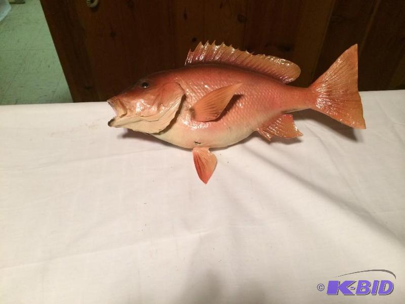 baby red snapper Taxidermy Mount