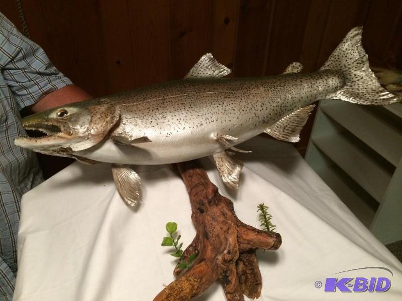 Brown Trout
