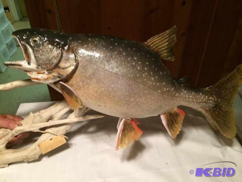 Lake Trout