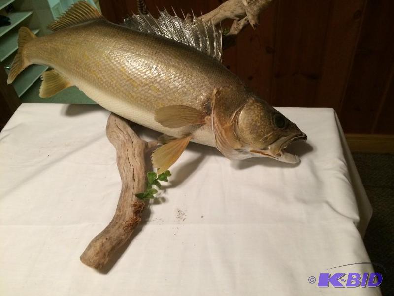 Walleye Mount