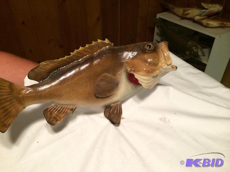 Small mouth Bass