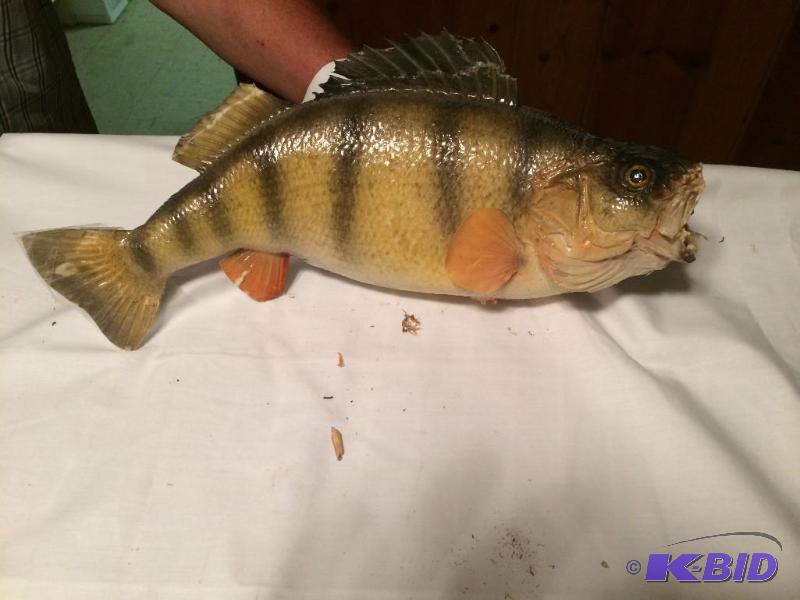 Yellow Perch
