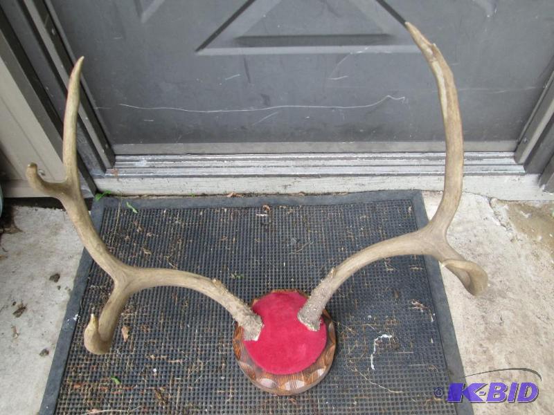 Mounted antlers...