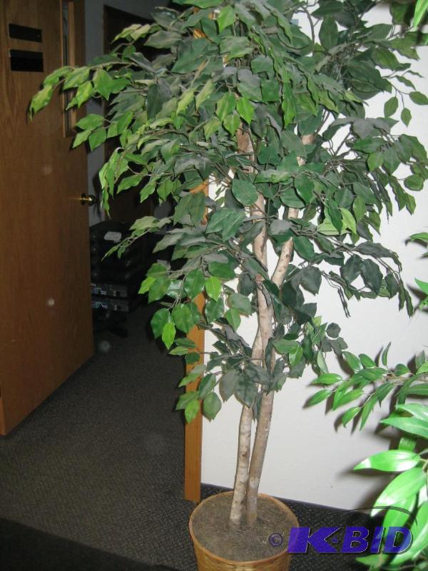 Tall Office Plant (Tree)